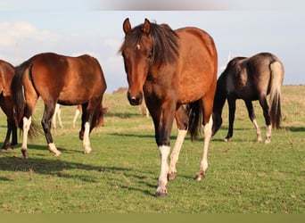 Mangalarga Marchador, Gelding, 1 year, 14,3 hh, Pinto