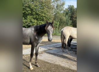 Mangalarga Marchador, Gelding, 1 year, 15.1 hh, Grey-Dark-Tan
