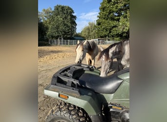 Mangalarga Marchador, Gelding, 1 year, 15.1 hh, Grey-Dark-Tan