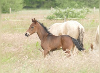 Mangalarga Marchador, Gelding, 1 year, 15 hh, Bay-Dark
