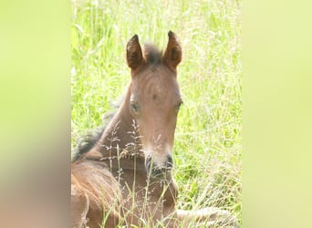 Mangalarga Marchador, Gelding, 1 year, 15 hh, Bay-Dark