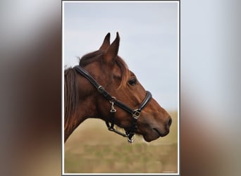 Mangalarga Marchador, Gelding, 1 year, 15 hh, Bay-Dark