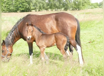 Mangalarga Marchador, Gelding, 1 year, 15 hh, Bay-Dark