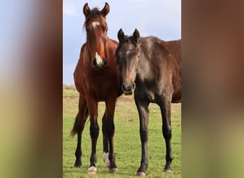 Mangalarga Marchador, Gelding, 1 year, 15,1 hh, Grey-Dark-Tan