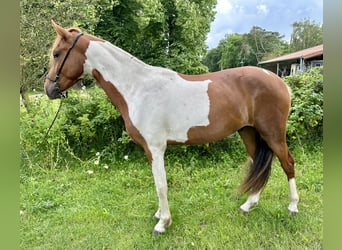 Mangalarga Marchador, Gelding, 2 years, 14.1 hh, Pinto