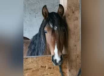 Mangalarga Marchador, Gelding, 2 years, 14.2 hh, Brown-Light