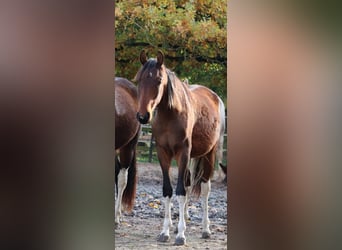 Mangalarga Marchador, Gelding, 2 years, 14.3 hh, Pinto