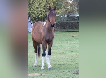 Mangalarga Marchador, Gelding, 2 years, 14.3 hh, Pinto
