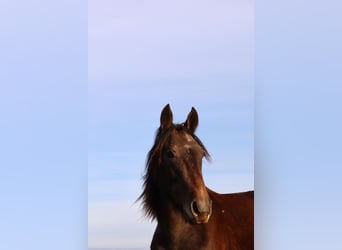 Mangalarga Marchador, Gelding, 2 years, 15.1 hh, Grey-Dark-Tan