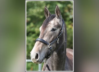 Mangalarga Marchador, Gelding, 2 years, 15.1 hh, Grey-Dark-Tan