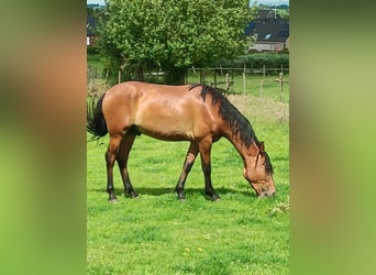 Mangalarga Marchador, Gelding, 3 years, 14,2 hh, Bay