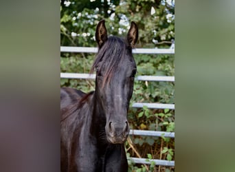 Mangalarga Marchador Mix, Gelding, 3 years, Black