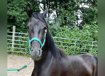 Mangalarga Marchador Mix, Gelding, 3 years, Black