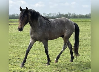Mangalarga Marchador, Gelding, 4 years, 15.1 hh, Roan-Blue