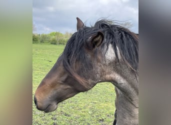 Mangalarga Marchador, Gelding, 4 years, 15.1 hh, Roan-Blue