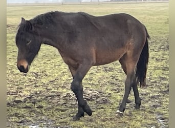 Mangalarga Marchador, Gelding, 4 years, 15,1 hh, Roan-Blue