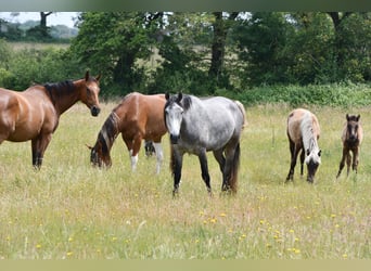 Mangalarga Marchador, Gelding, 5 years, 15,1 hh, Grey-Dapple