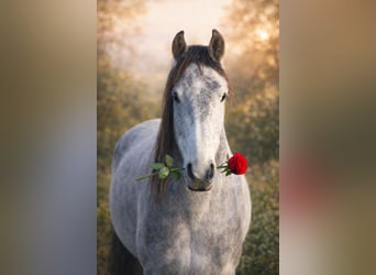 Mangalarga Marchador, Gelding, 5 years, 15,1 hh, Grey-Dapple