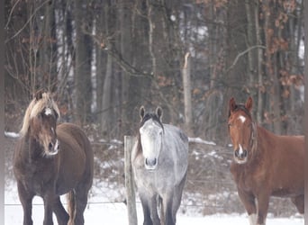 Mangalarga Marchador, Gelding, 5 years, 15,1 hh, Grey-Dapple