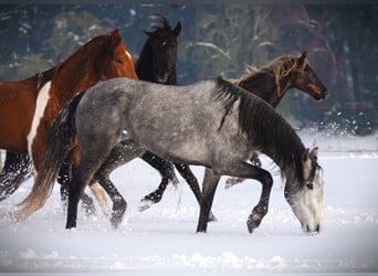 Mangalarga Marchador, Gelding, 5 years, 15,1 hh, Grey-Dapple