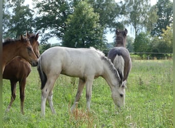 Mangalarga Marchador, Hengst, 1 Jaar, 155 cm, Gevlekt-paard