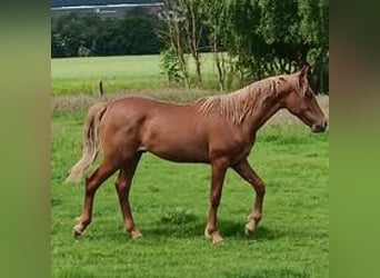 Mangalarga Marchador, Hengst, 1 Jaar, 155 cm, Lichtbruin