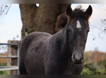 Mangalarga Marchador, Hengst, 1 Jaar, 155 cm, Zwartschimmel