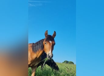 Mangalarga Marchador, Hengst, 1 Jahr, 138 cm, Brauner