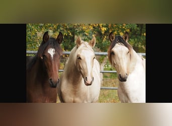 Mangalarga Marchador, Hengst, 1 Jahr, 152 cm, Palomino