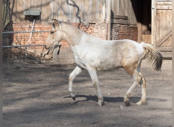 Mangalarga Marchador, Hengst, 1 Jahr, 152 cm, Schecke