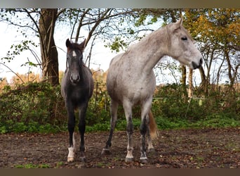 Mangalarga Marchador, Hengst, 1 Jahr, 155 cm, Rappschimmel