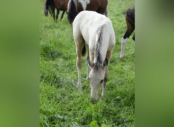 Mangalarga Marchador, Hengst, 2 Jaar, 155 cm, Gevlekt-paard