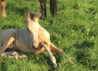 Mangalarga Marchador, Hengst, 2 Jaar, 155 cm, Gevlekt-paard