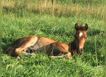 Mangalarga Marchador, Hengst, 2 Jaar, 156 cm, Bruin