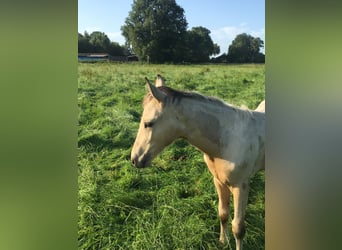 Mangalarga Marchador, Hengst, 2 Jahre, 155 cm, Schecke