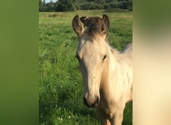 Mangalarga Marchador, Hengst, 2 Jahre, 155 cm, Schecke