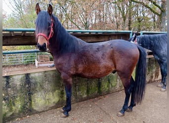 Mangalarga Marchador Mix, Hengst, 2 Jahre, Brauner