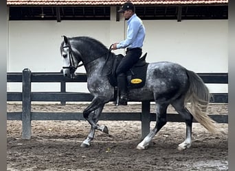 Mangalarga Marchador, Hengst, 6 Jaar, 156 cm, Schimmel