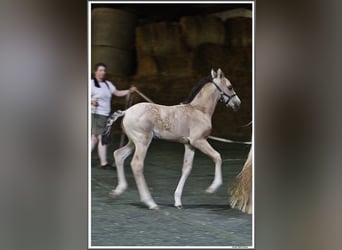 Mangalarga Marchador, Hengst, Fohlen (05/2026), 155 cm, Buckskin