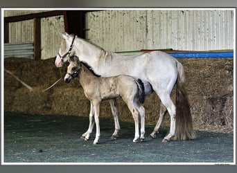 Mangalarga Marchador, Hengst, Fohlen (05/2026), 155 cm, Buckskin