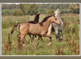 Mangalarga Marchador, Hengst, Fohlen (05/2026), 155 cm, Buckskin