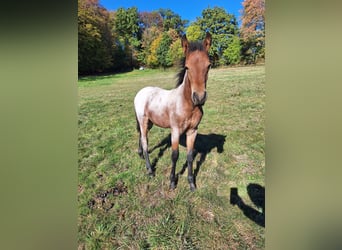 Mangalarga Marchador, Hengst, Fohlen (06/2026), Roan-Bay