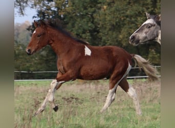 Mangalarga Marchador, Hengst, Veulen (04/2025), 150 cm, Gevlekt-paard