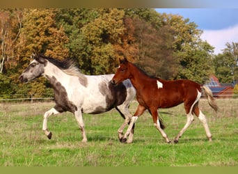 Mangalarga Marchador, Hengst, Veulen (04/2025), 150 cm, Gevlekt-paard