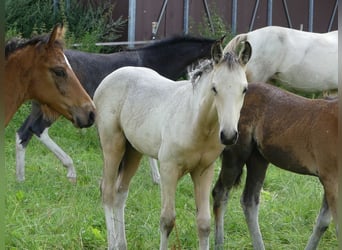 Mangalarga Marchador, Hengst, veulen (05/2023), 155 cm, Gevlekt-paard