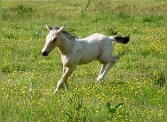Mangalarga Marchador, Hengst, veulen (05/2023), 155 cm, Gevlekt-paard