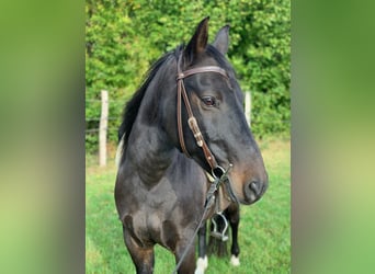 Mangalarga Marchador, Hingst, 17 år, 152 cm, Svart