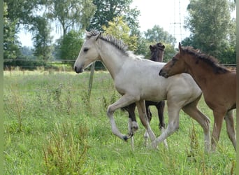 Mangalarga Marchador, Hingst, Föl (05/2023), 155 cm, Pinto