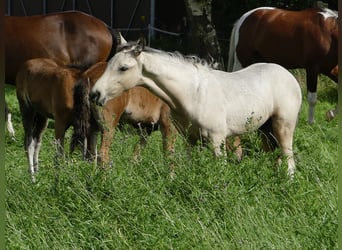 Mangalarga Marchador, Hingst, Föl (05/2023), 155 cm, Pinto