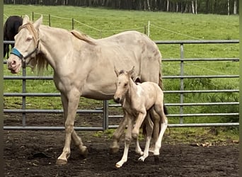 Mangalarga Marchador, Hingst, Föl (05/2023), 155 cm, Pinto